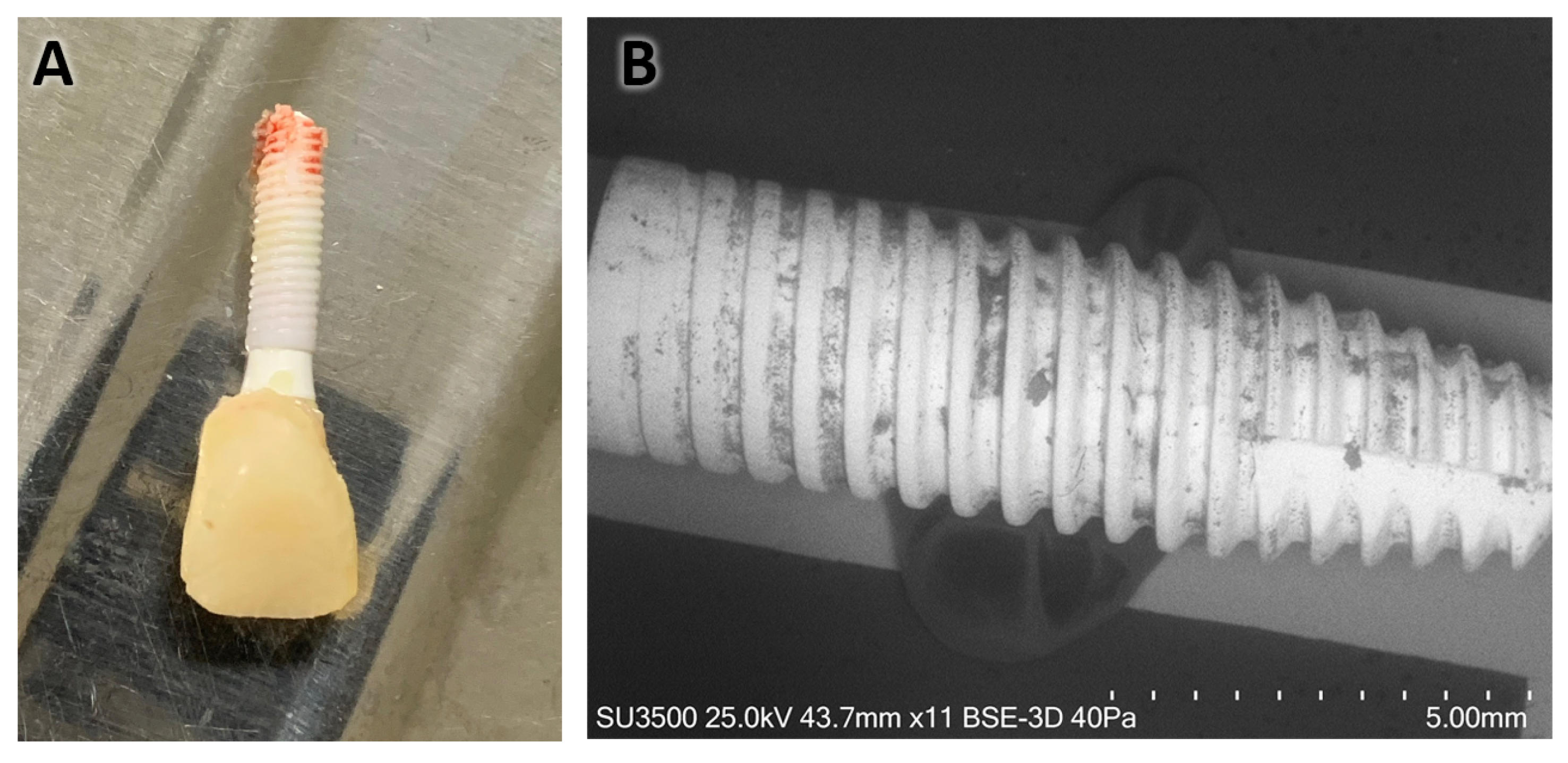 Coatings 14 00995 g001