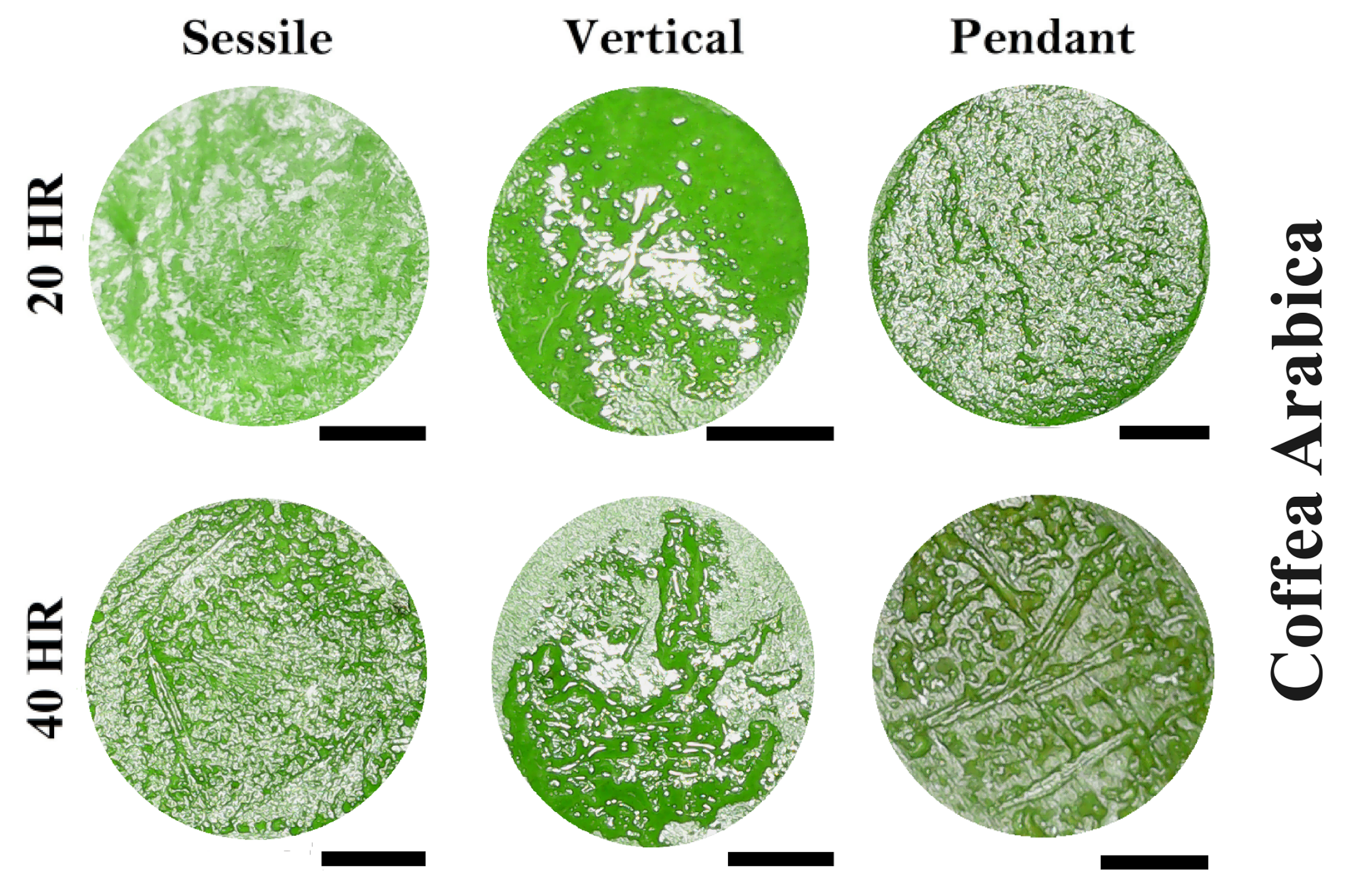 Coatings 14 01007 g014