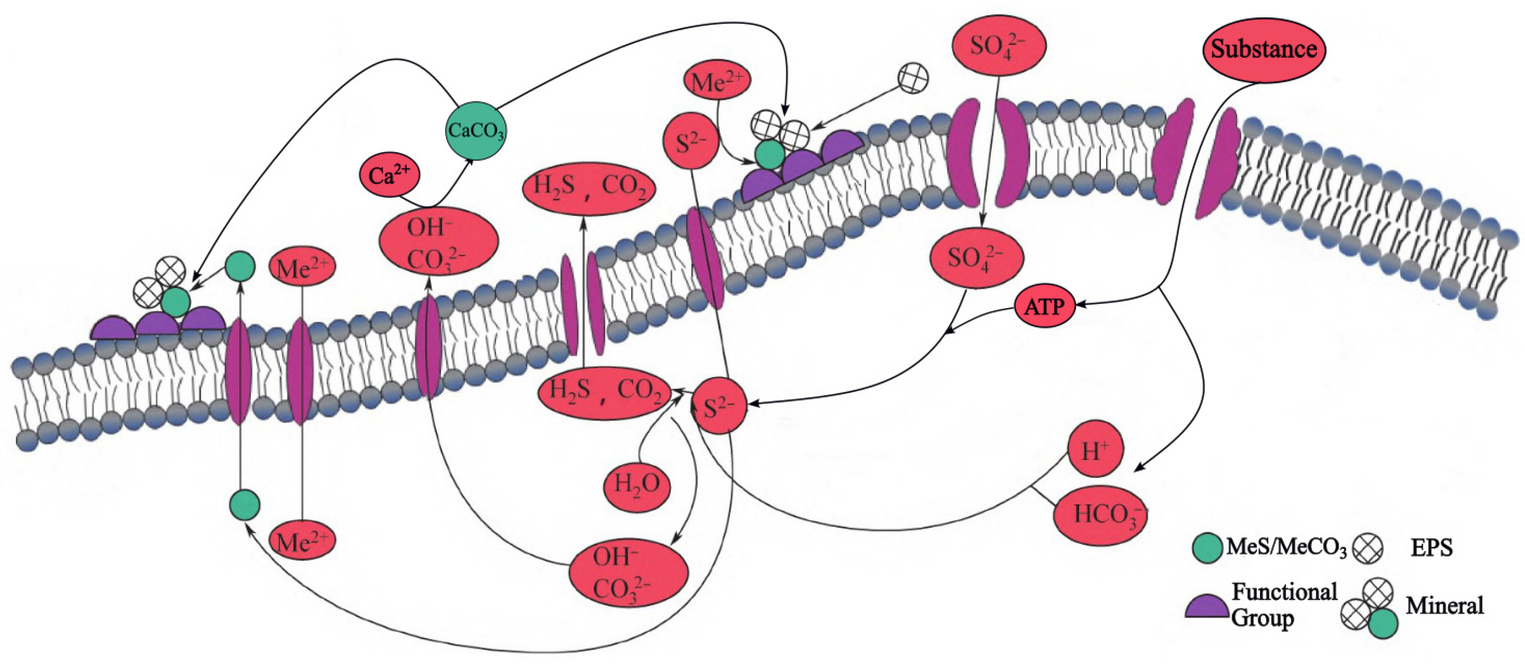Coatings 14 01105 g001