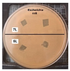 Coatings 14 01211 i001