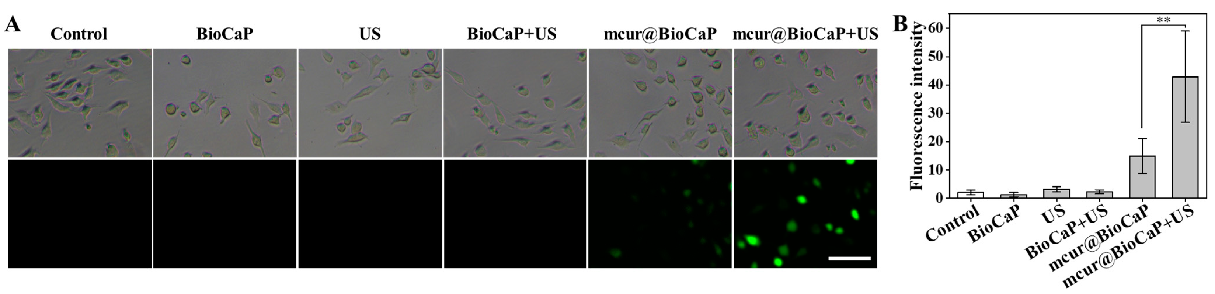 Coatings 14 01267 g003