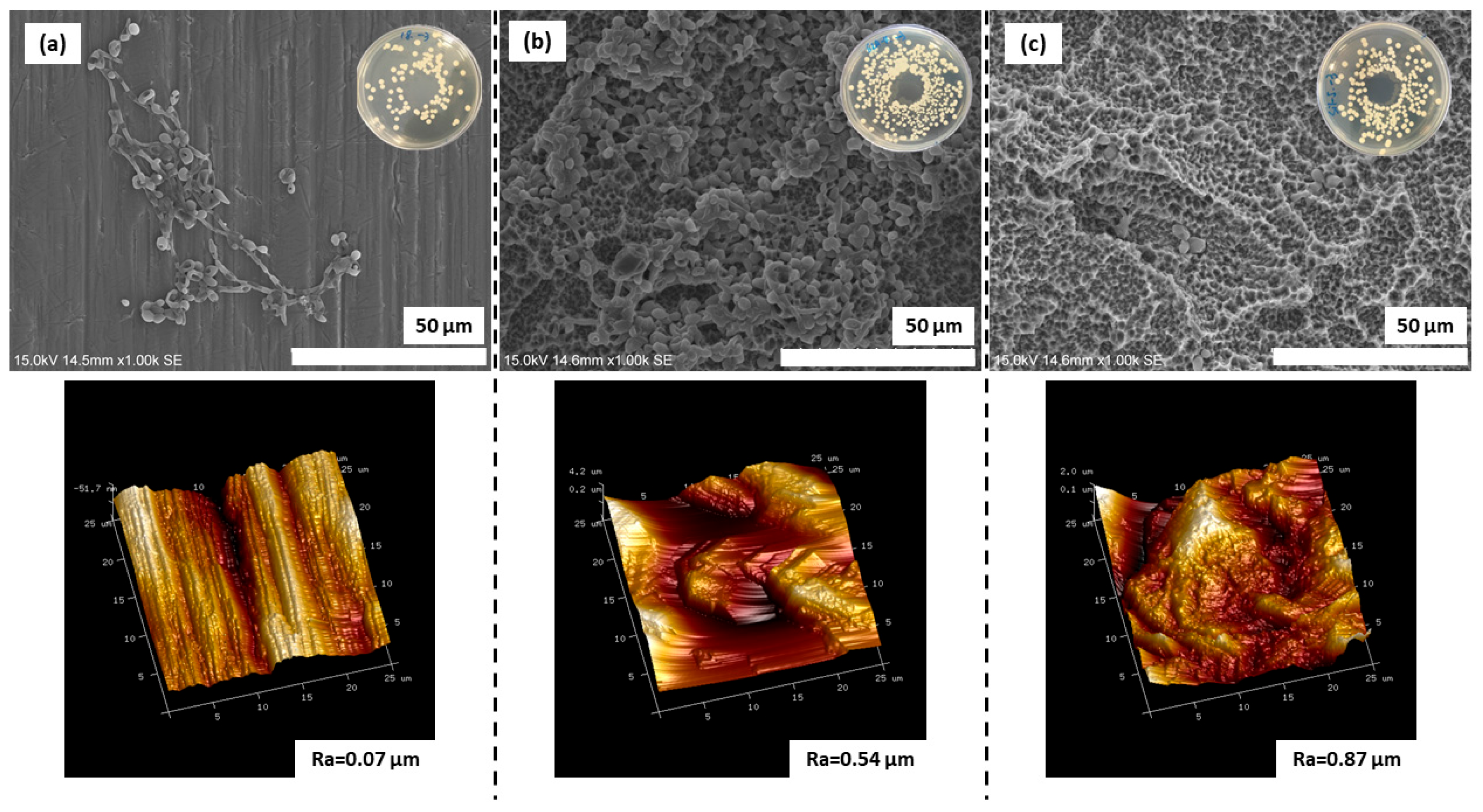 Coatings 14 01277 g003