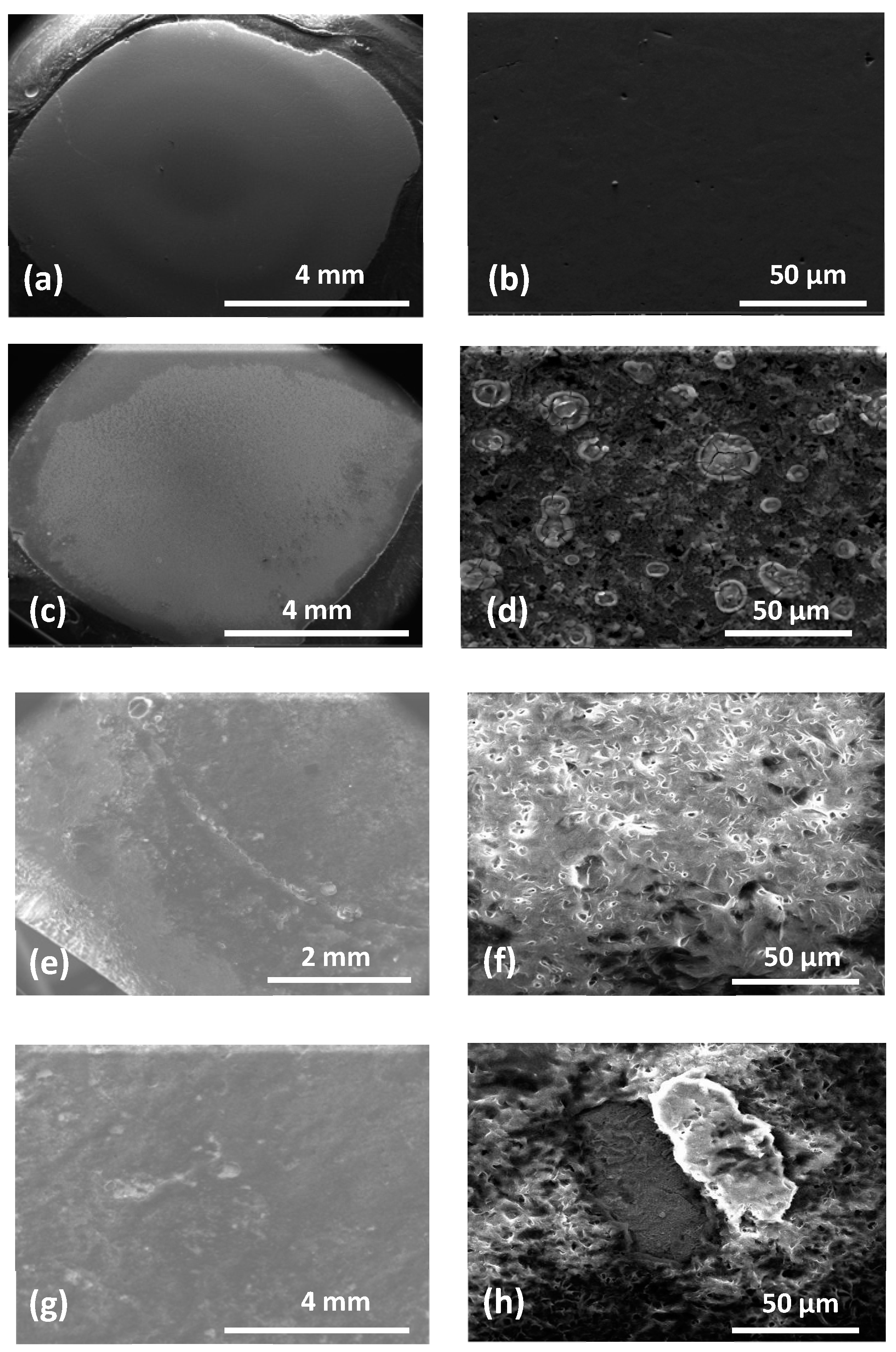Coatings 14 01316 g003