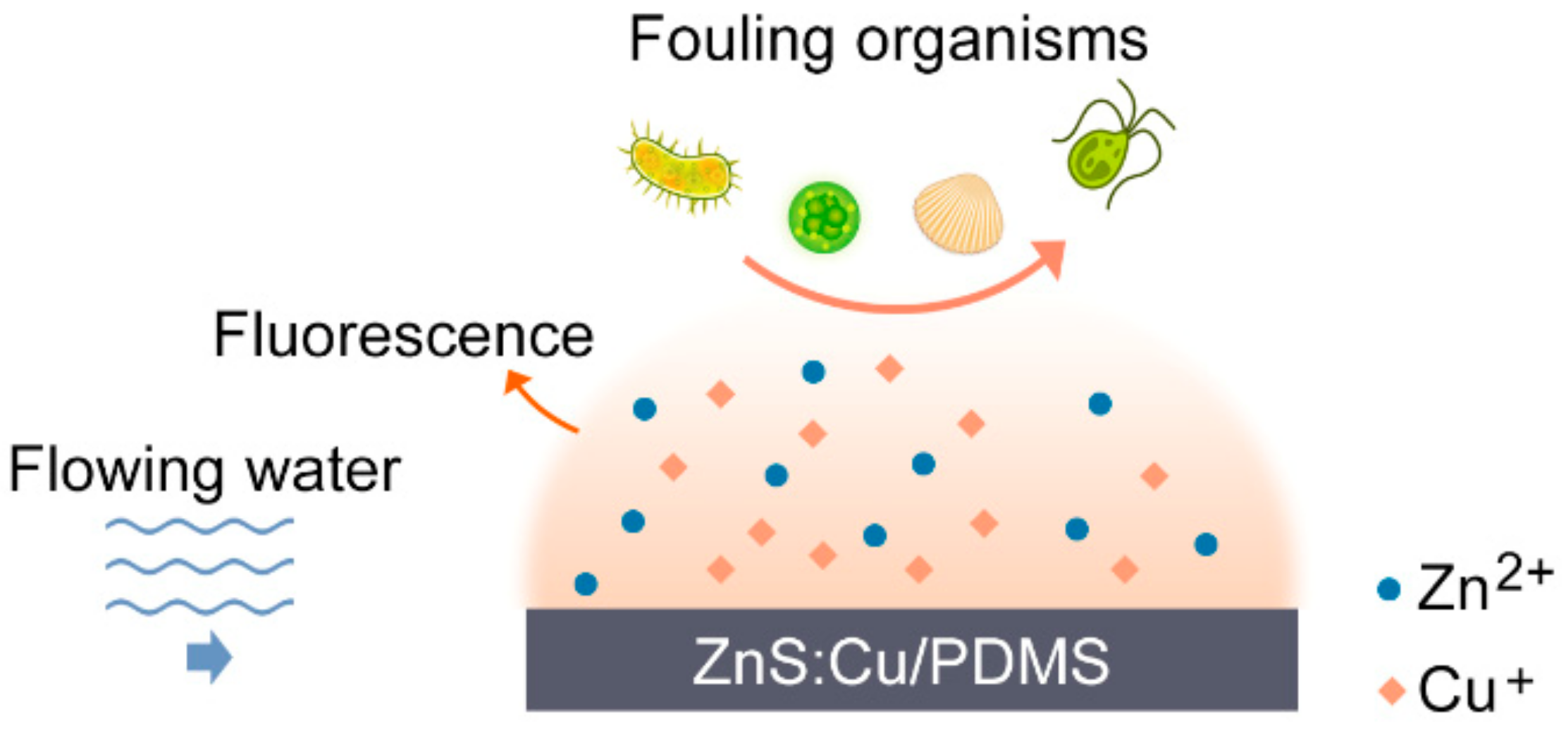 Coatings 14 01454 g002