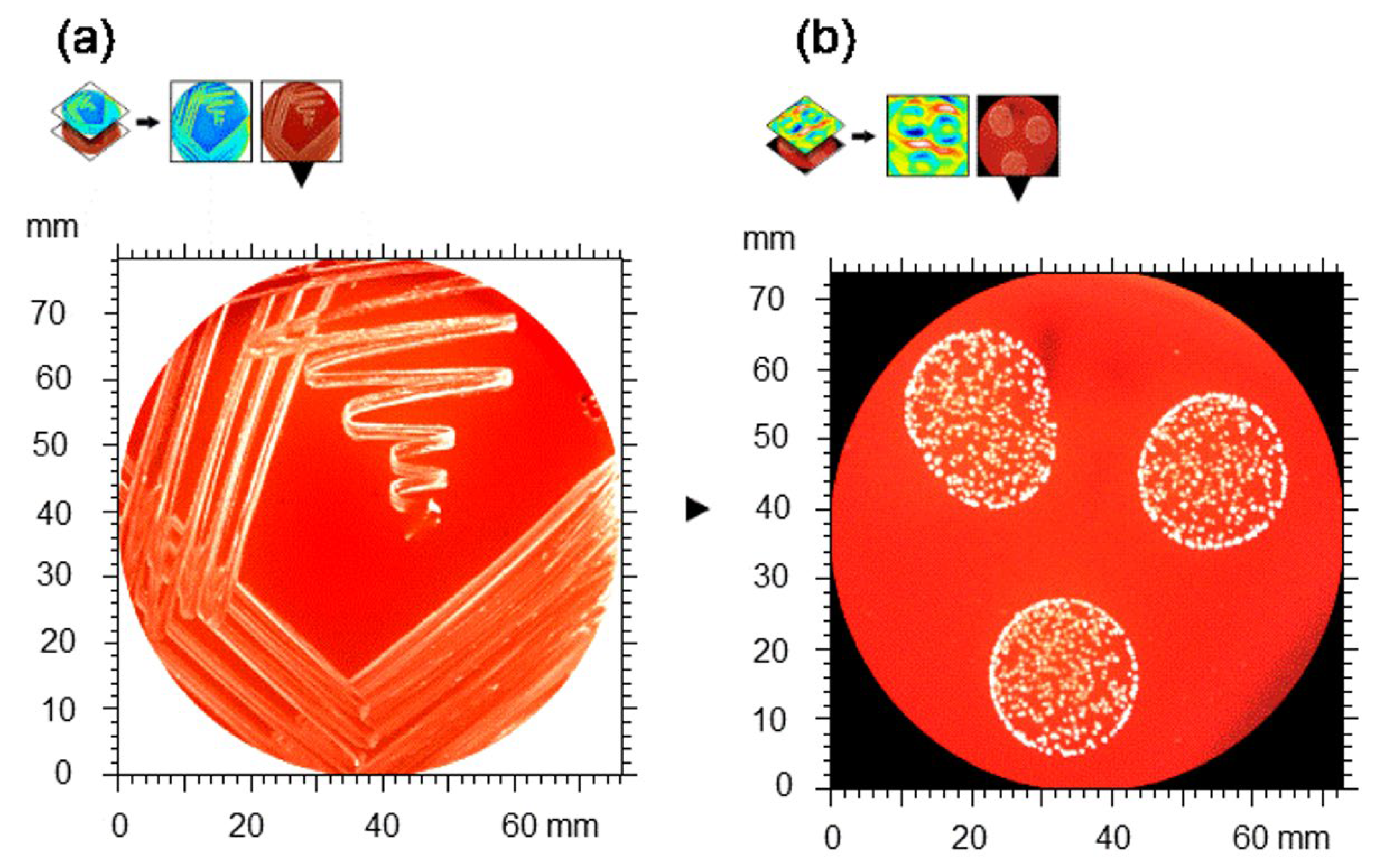 Coatings 14 01503 g001