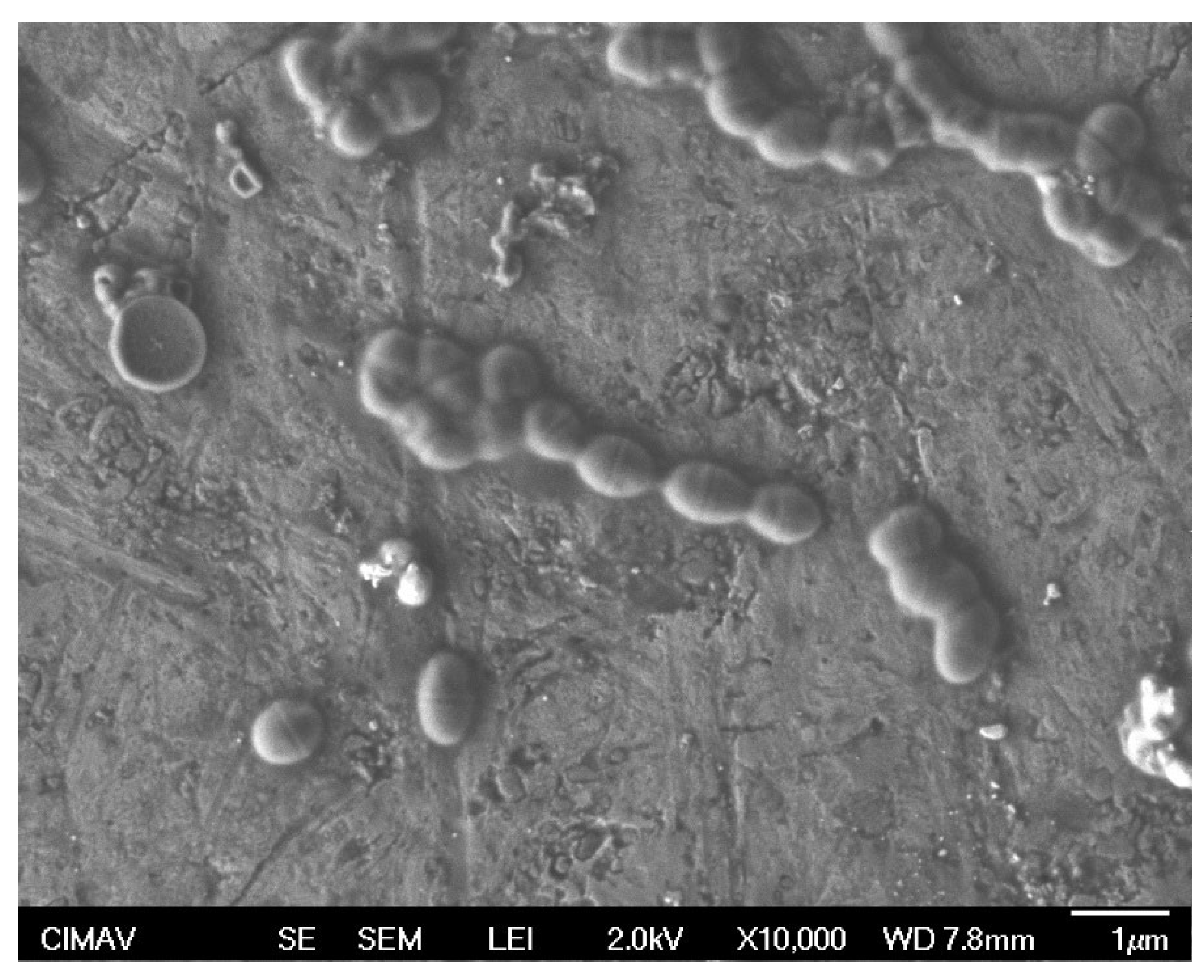 Coatings 14 01503 g005