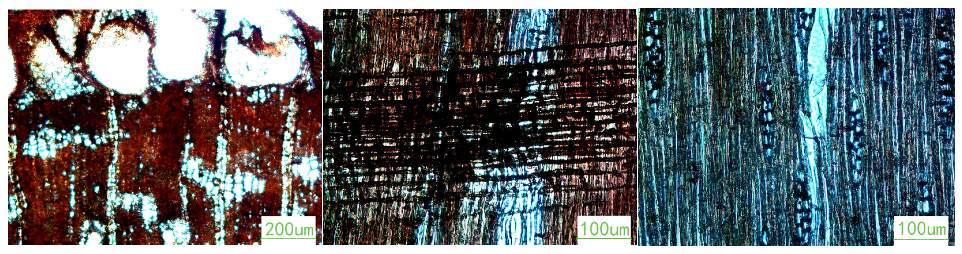 Coatings 14 01559 g003