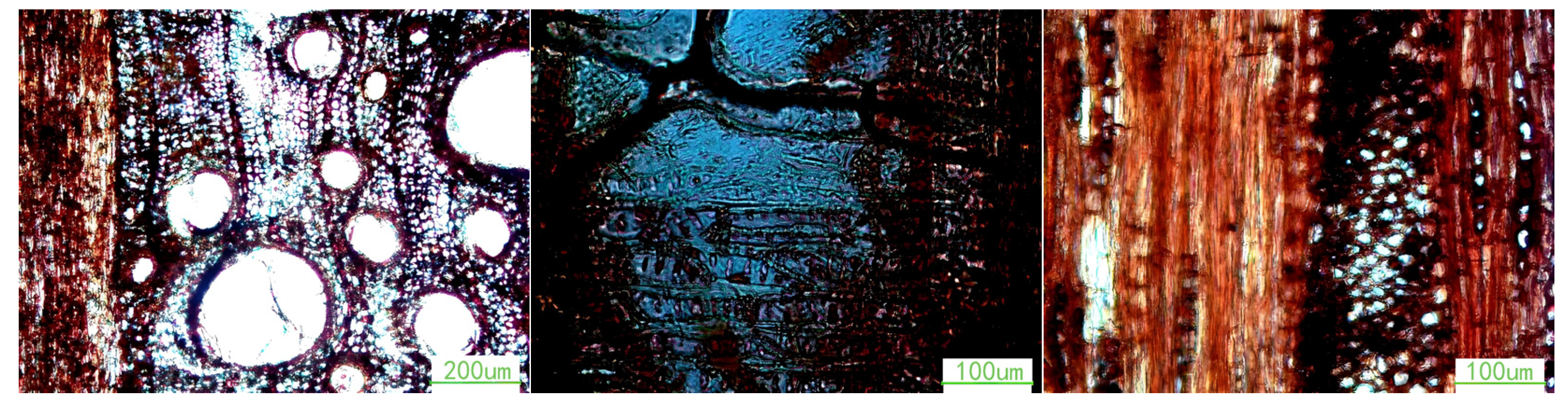 Coatings 14 01559 g004