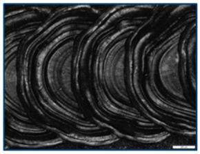 Coatings 15 00072 i002