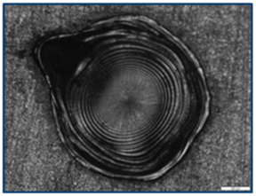 Coatings 15 00072 i007