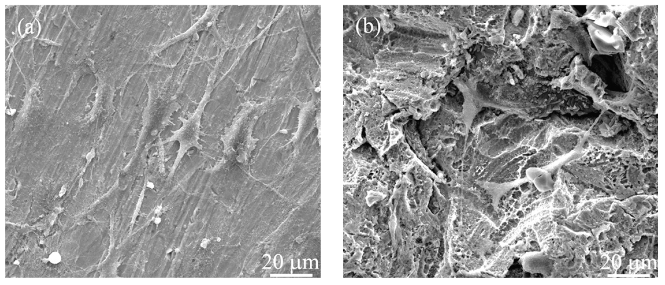 Coatings 15 00771 g010