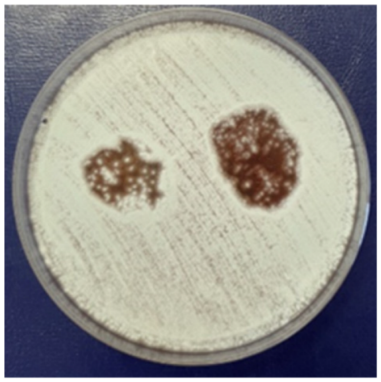 Coatings 15 00875 i009