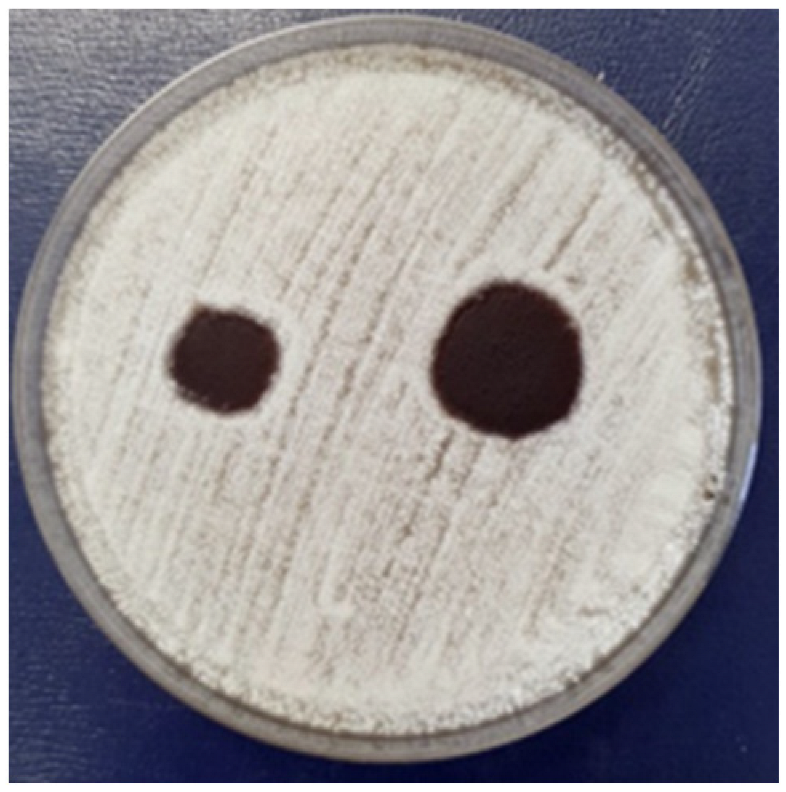 Coatings 15 00875 i010