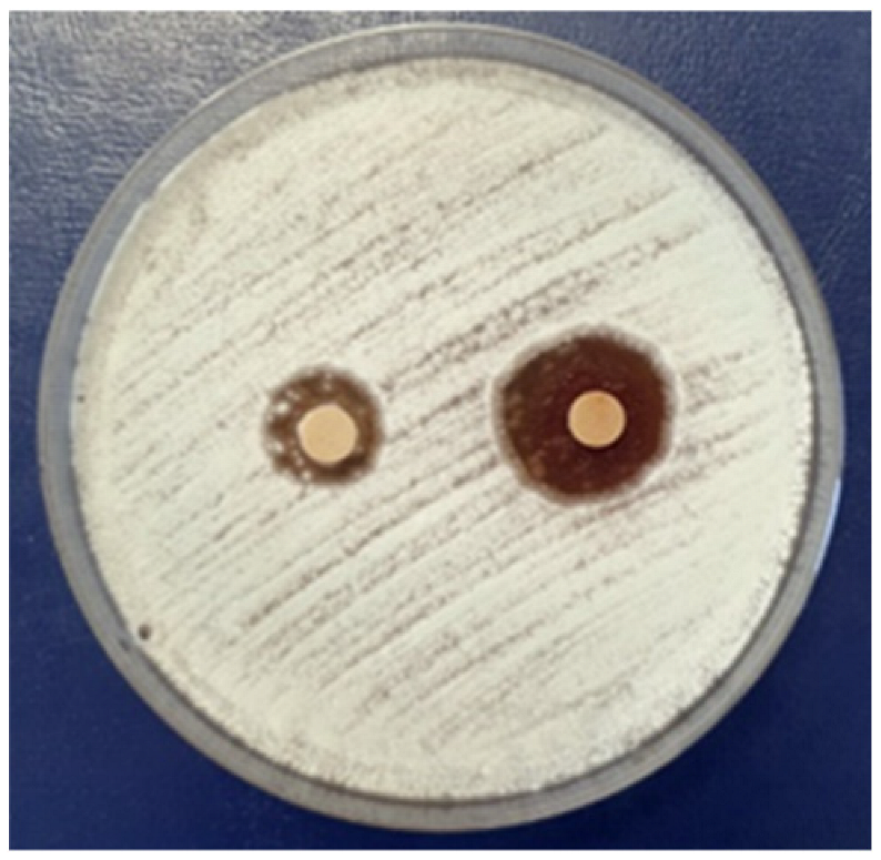 Coatings 15 00875 i011