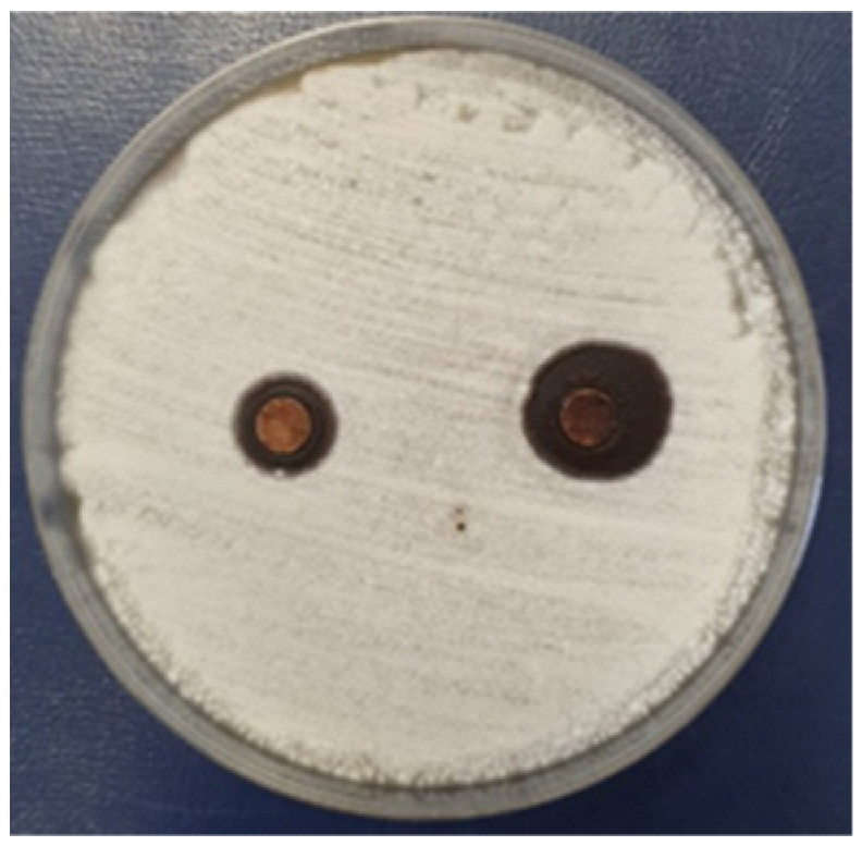 Coatings 15 00875 i012