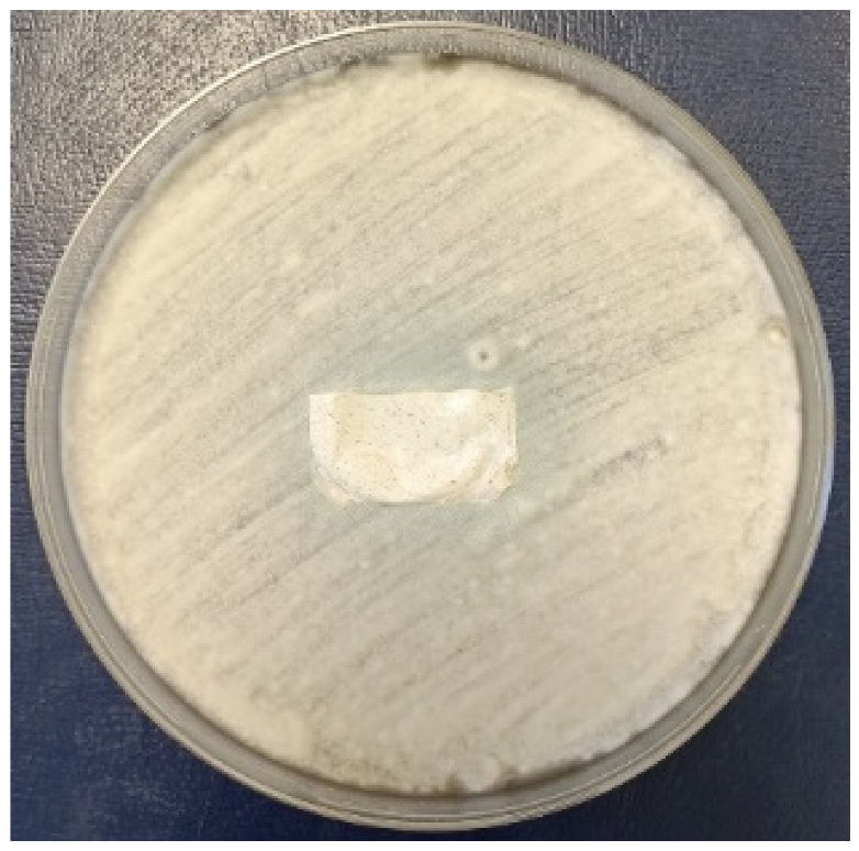 Coatings 15 00875 i017