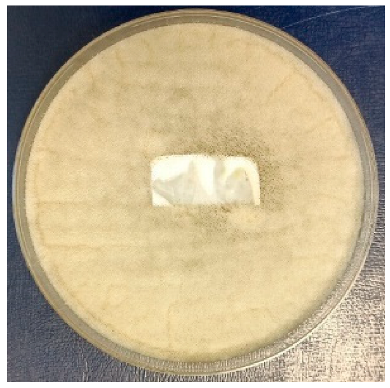 Coatings 15 00875 i018