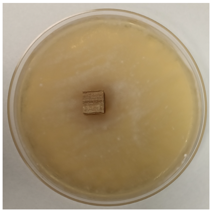 Coatings 15 00875 i021