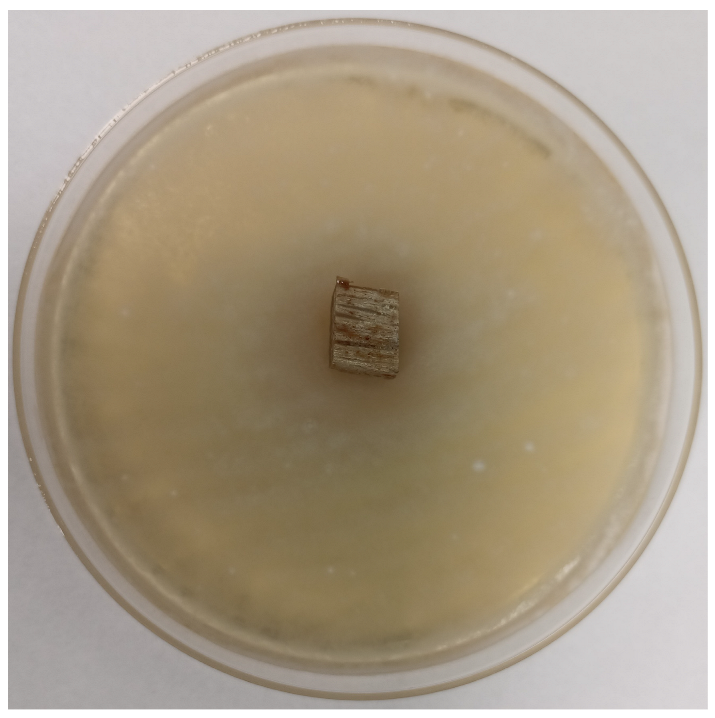 Coatings 15 00875 i023