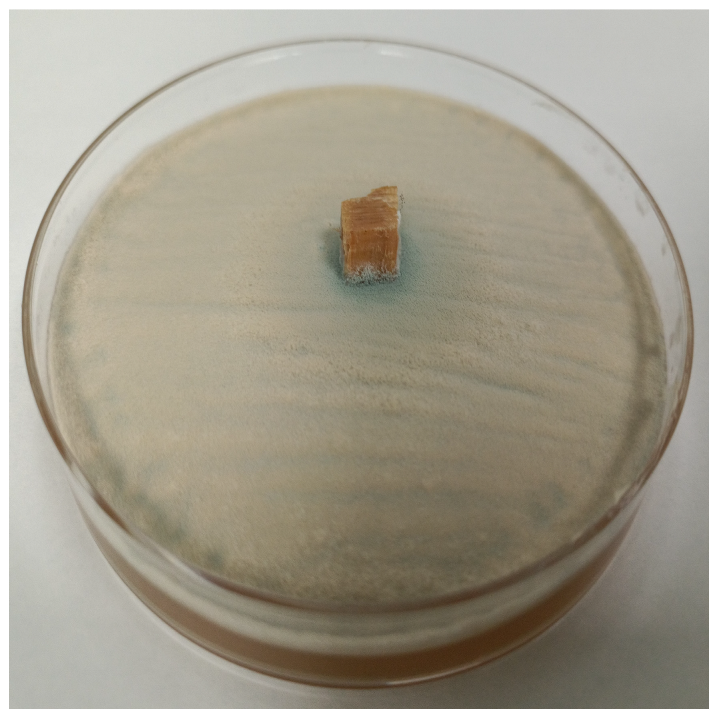 Coatings 15 00875 i026