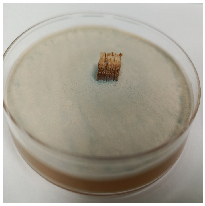 Coatings 15 00875 i027