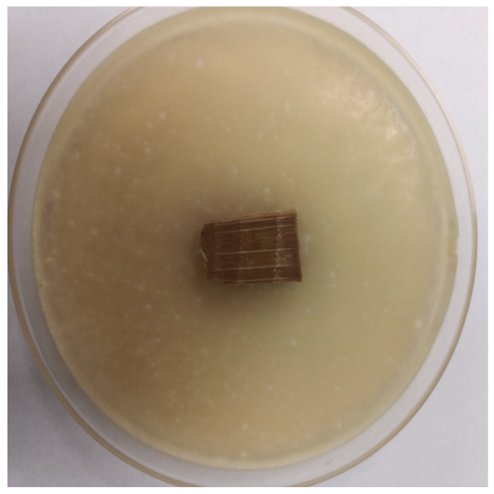 Coatings 15 00875 i029