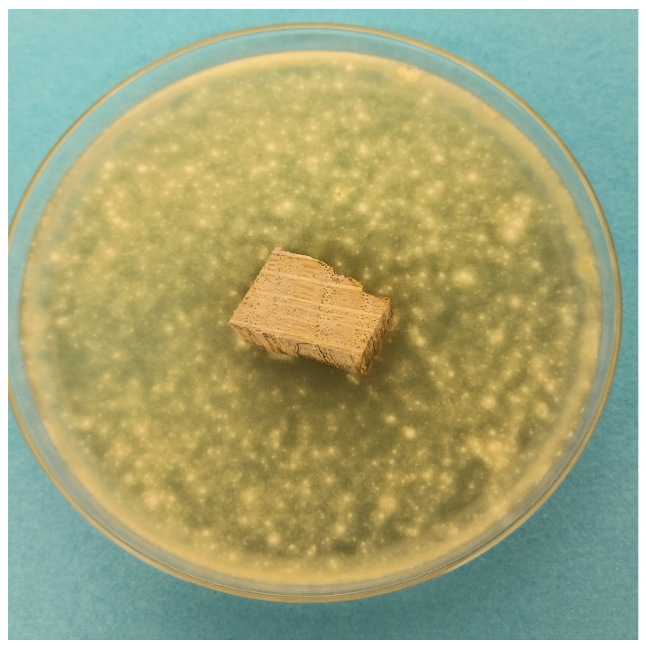 Coatings 15 00875 i032