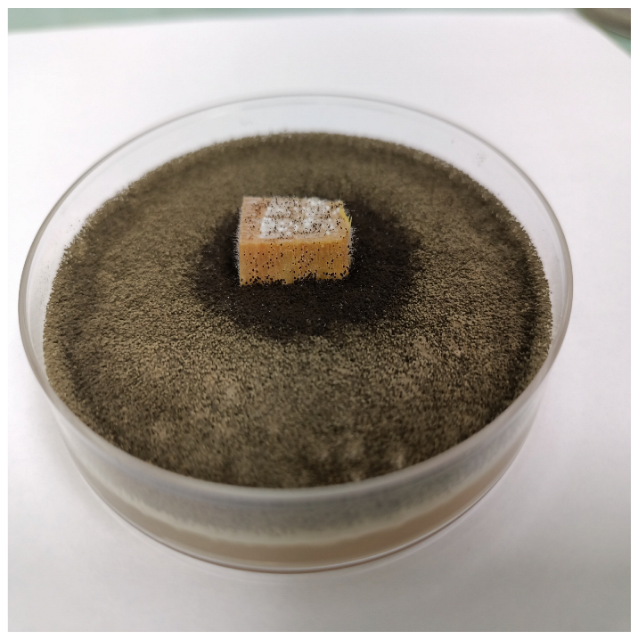 Coatings 15 00875 i033