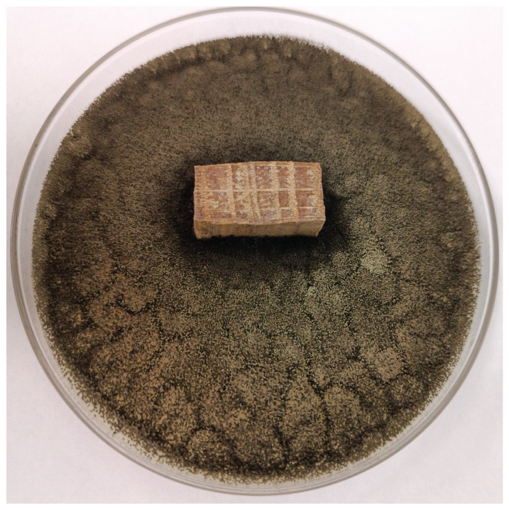 Coatings 15 00875 i035