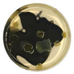 Coatings 15 01101 i005