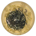 Coatings 15 01101 i010