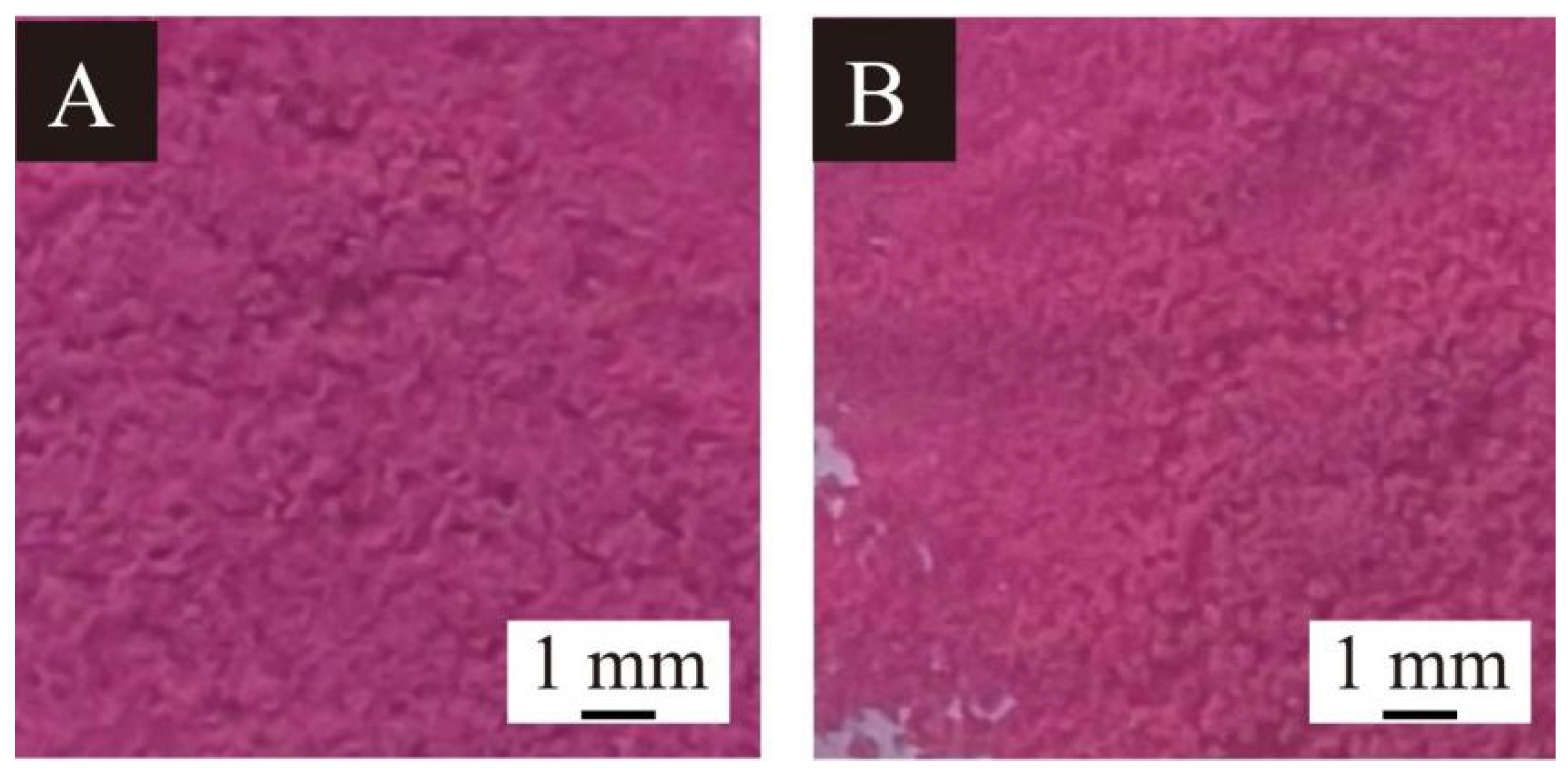 Coatings 15 01112 g009 Coatings 15 01112 g009