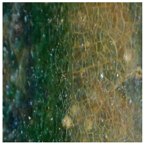 Coatings 16 00014 i027