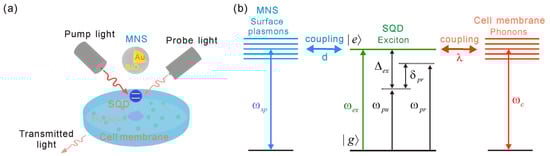 (a) A schematic of an SQD/MNS hybrid molecule placed on the surface of a cell membrane is presented. (b) Energy-level diagram is provided to illustrate the coupling among an exciton, surface plasmons in the MNS, and phonons in the cell membrane.