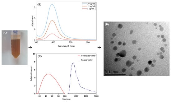 (A) Tube containing an orange-brown solution of chemically synthesized AgNPs. (B) UV-Vis absorption spectra of AgNPs at 5, 15, and 30 µg/mL, showing a characteristic surface plasmon resonance peak near 400 nm, with intensity increasing with concentration. (C) DLS profiles of AgNPs diluted in ultrapure water (red line) and seawater (25 ppt; blue dotted line), indicating agglomeration effects in the saline medium. (D) TEM images showing spherical AgNP morphology with an average diameter of approximately 8.7 ± 3.0 nm.