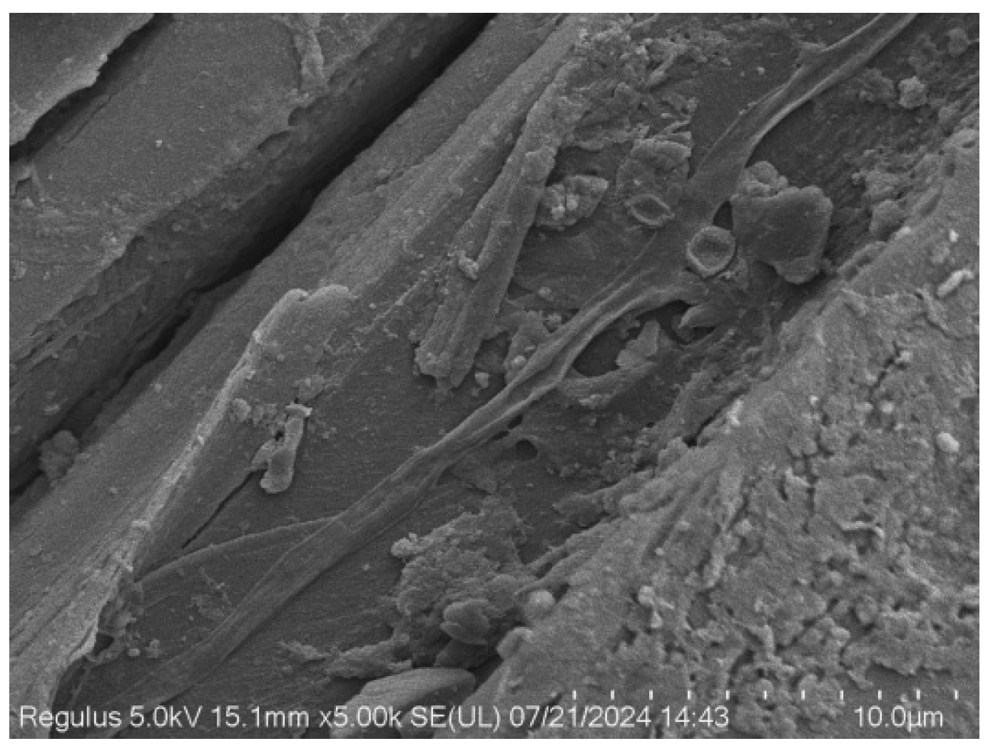 Coatings 16 00384 g003 Coatings 16 00384 g003