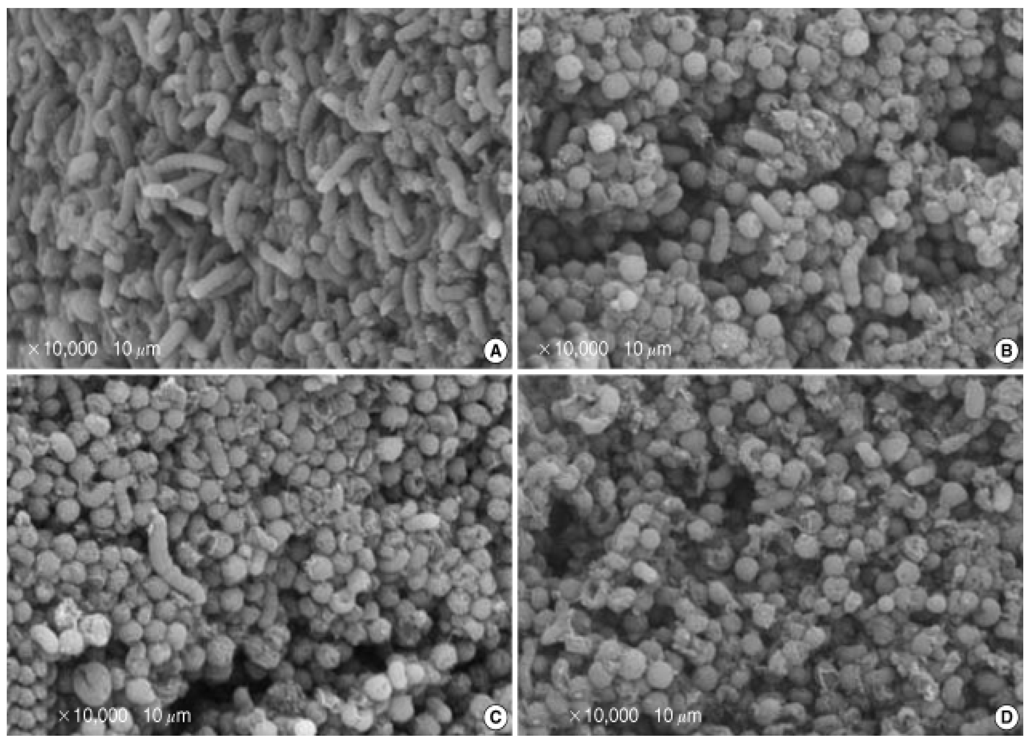 Coatings 16 01224 g003 Coatings 16 01224 g003