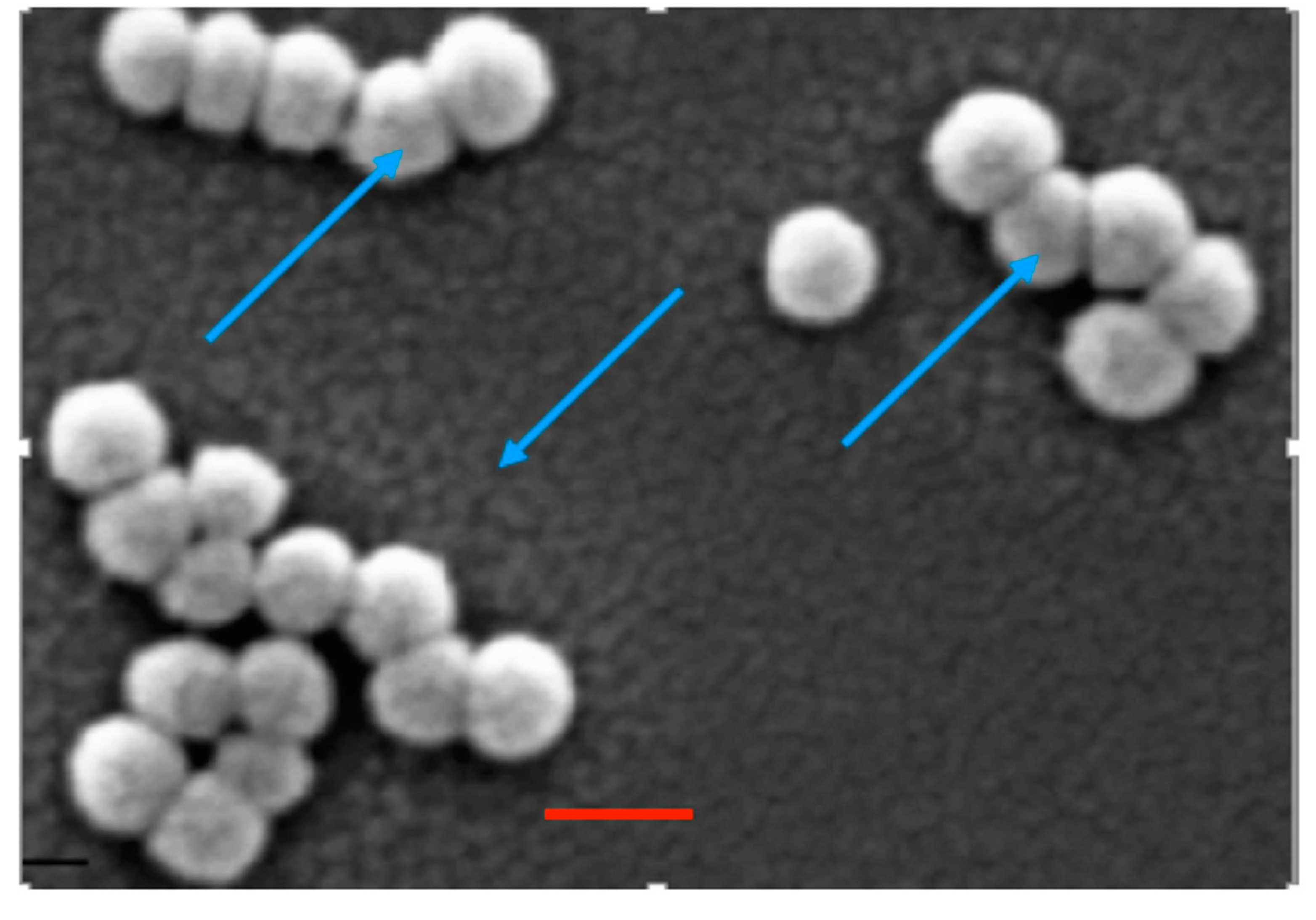 Colloids 05 00033 g005