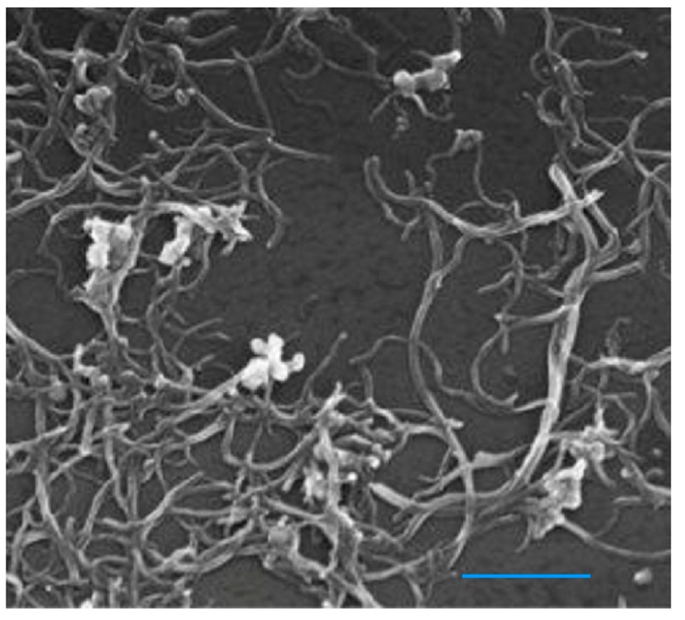Colloids 05 00033 g007