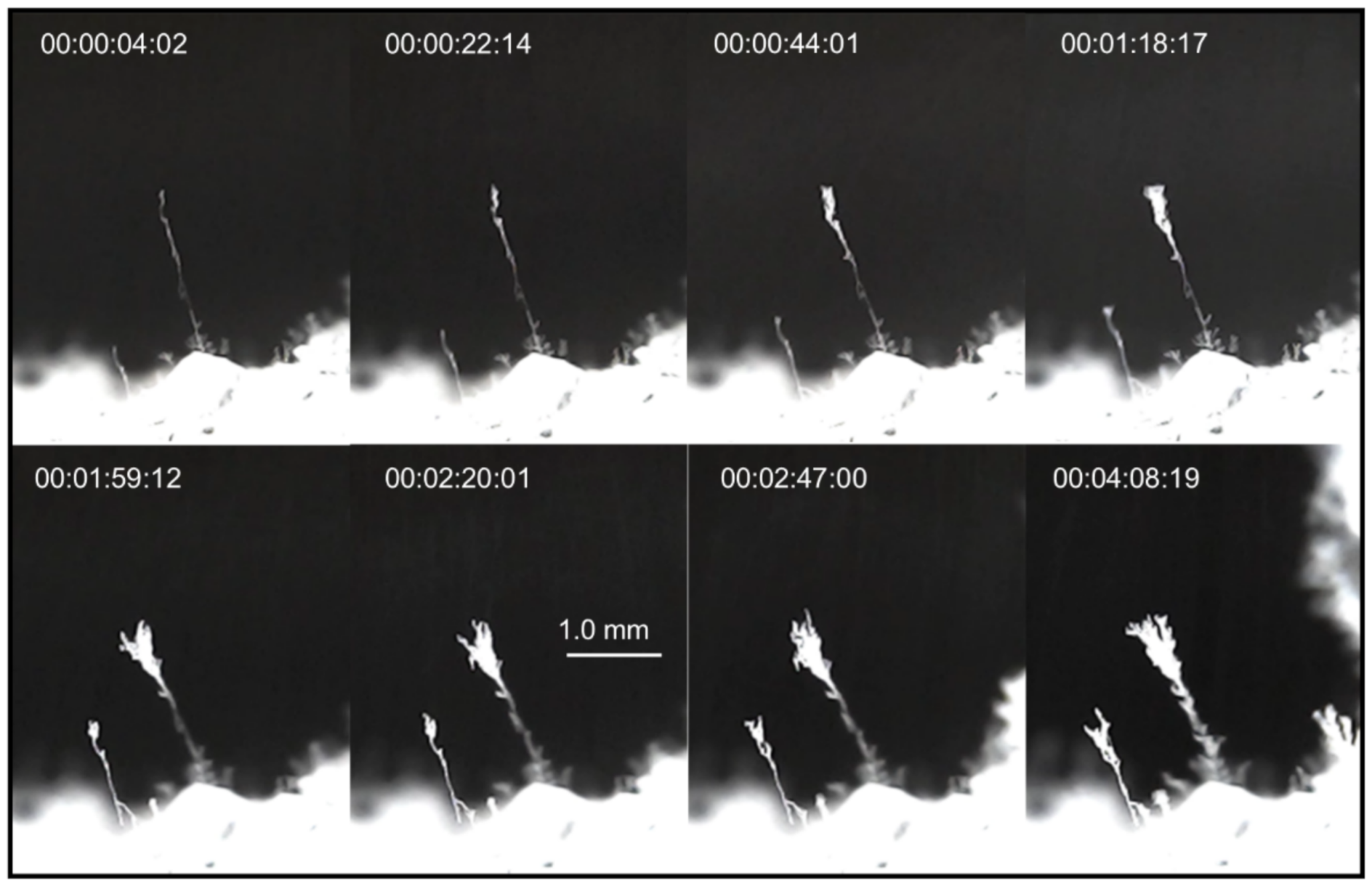 Colloids 06 00013 g007