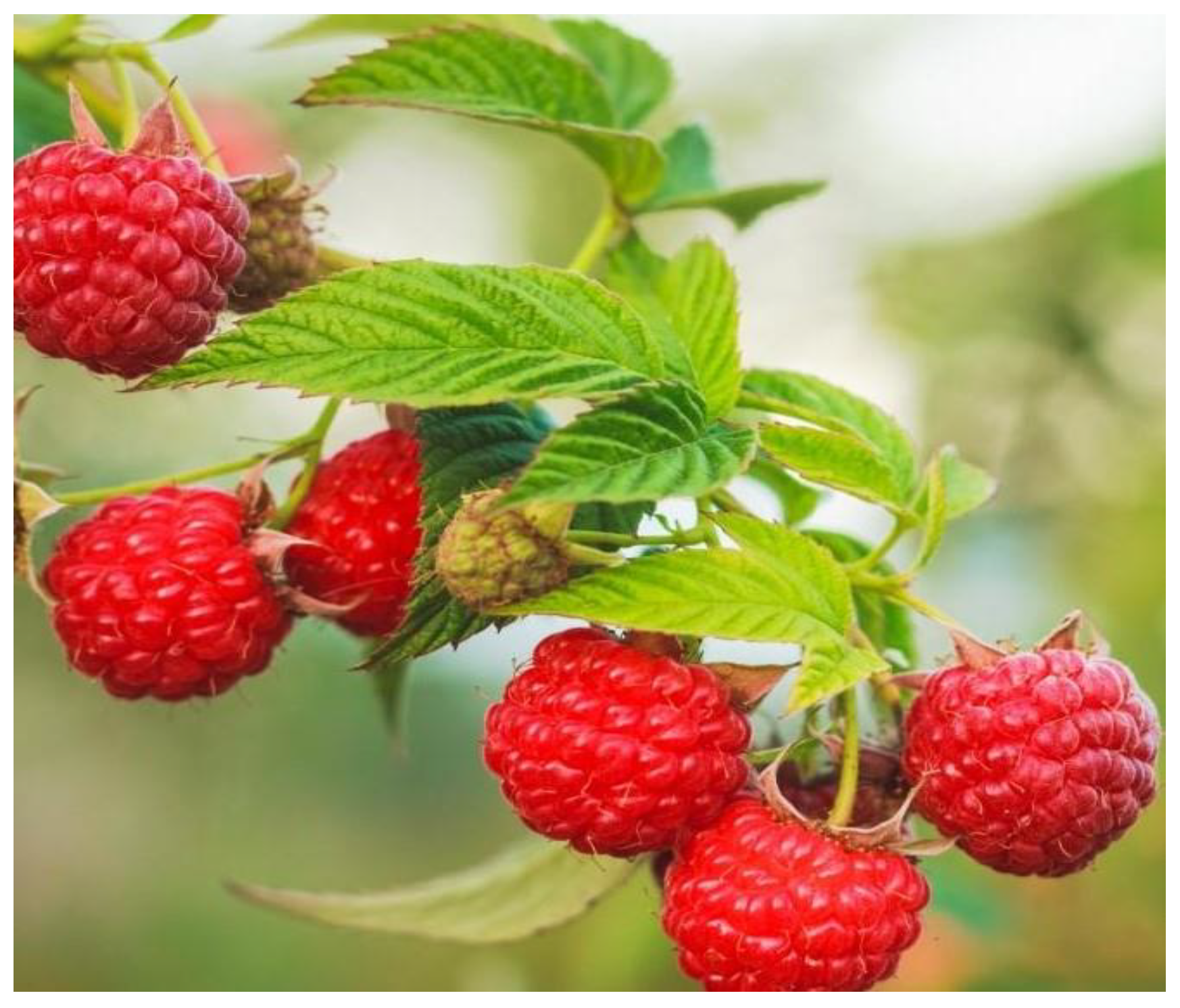 Commodities 02 00014 g003