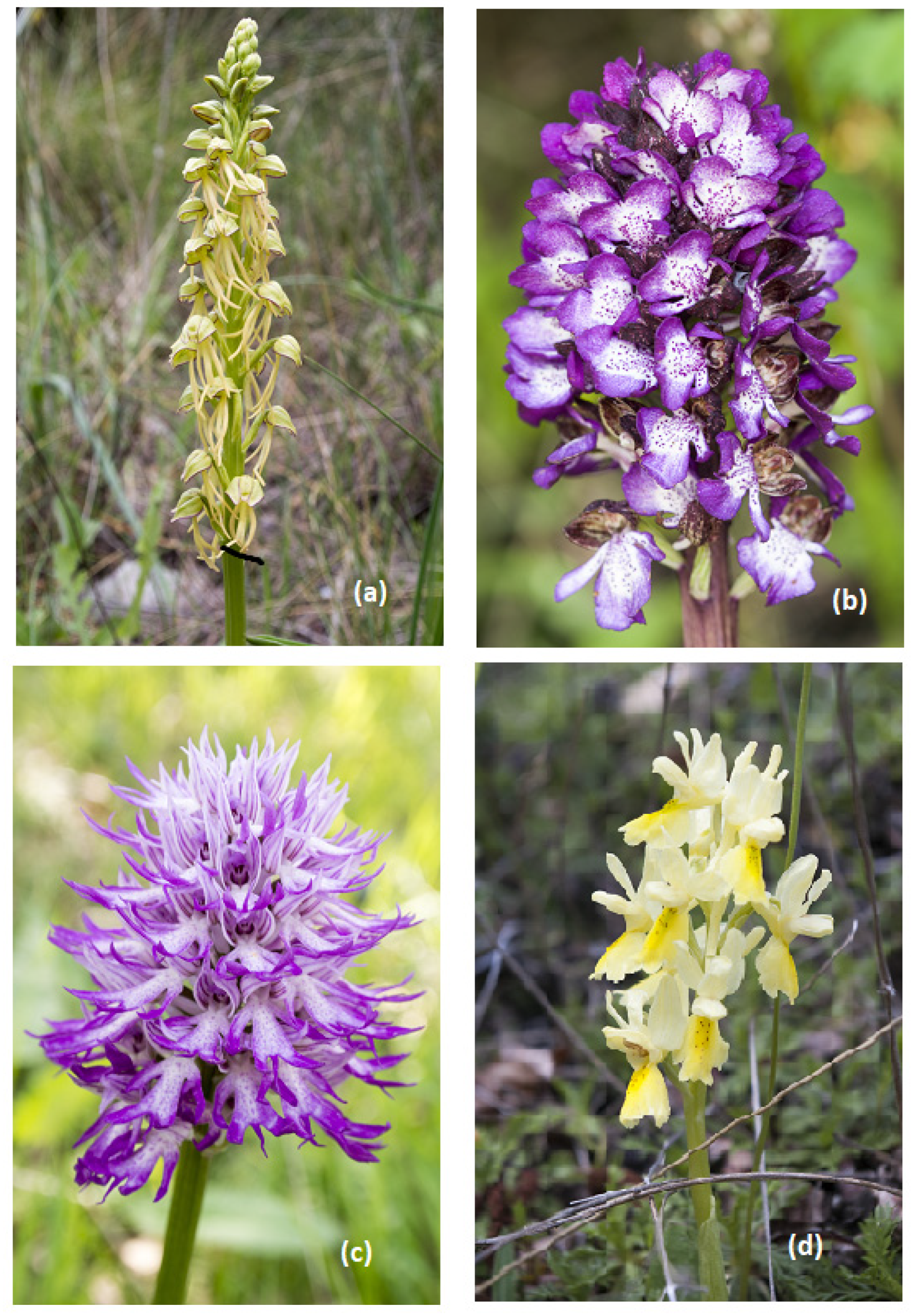 Compounds 01 00008 g001