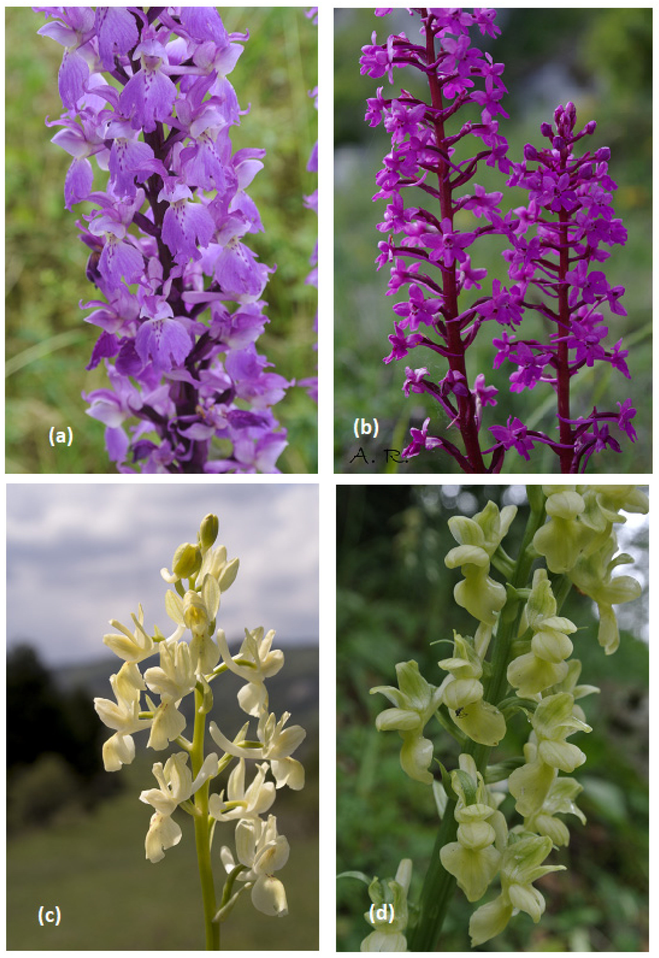 Compounds 01 00008 g003