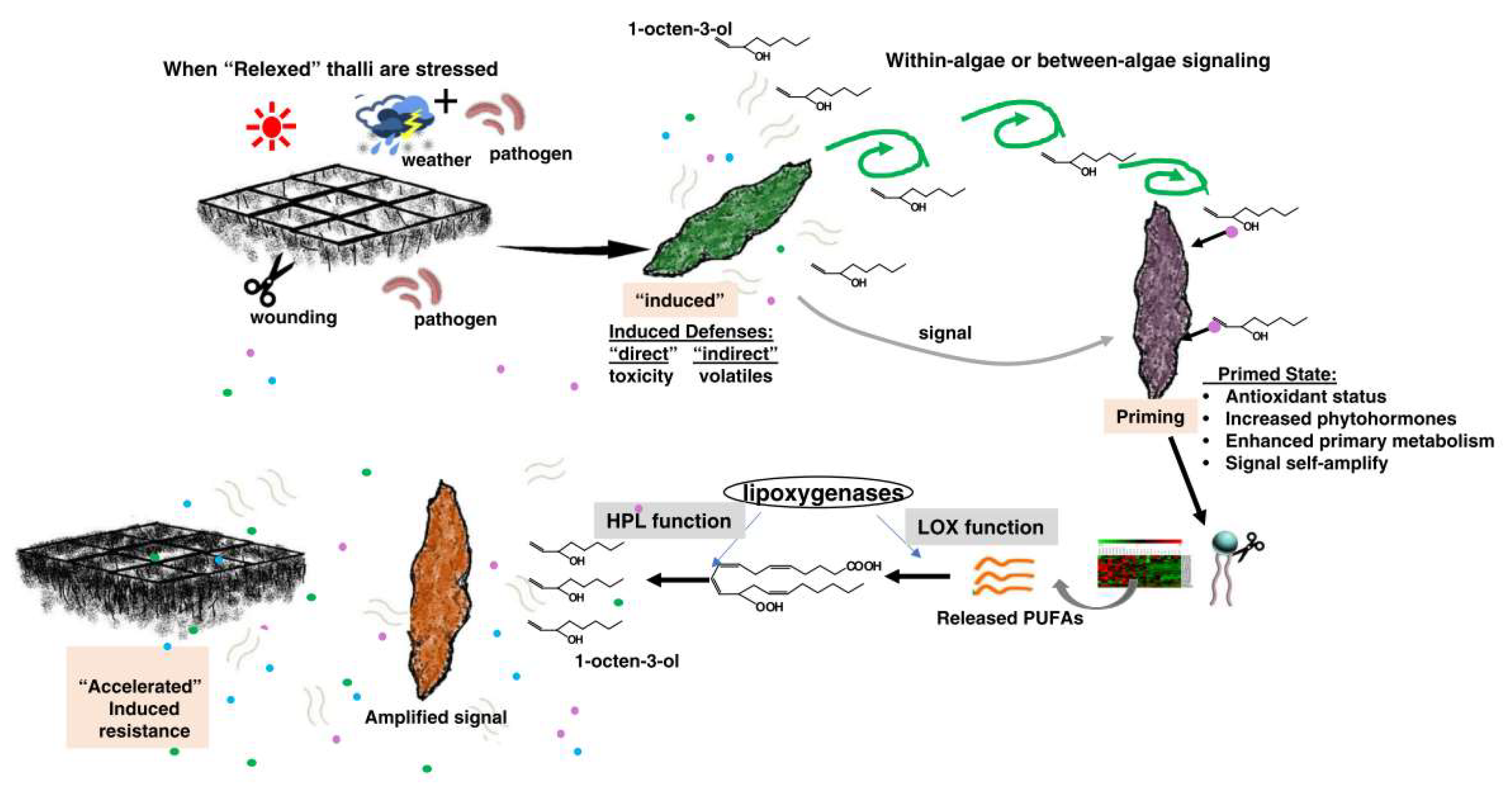 Compounds 01 00011 g002