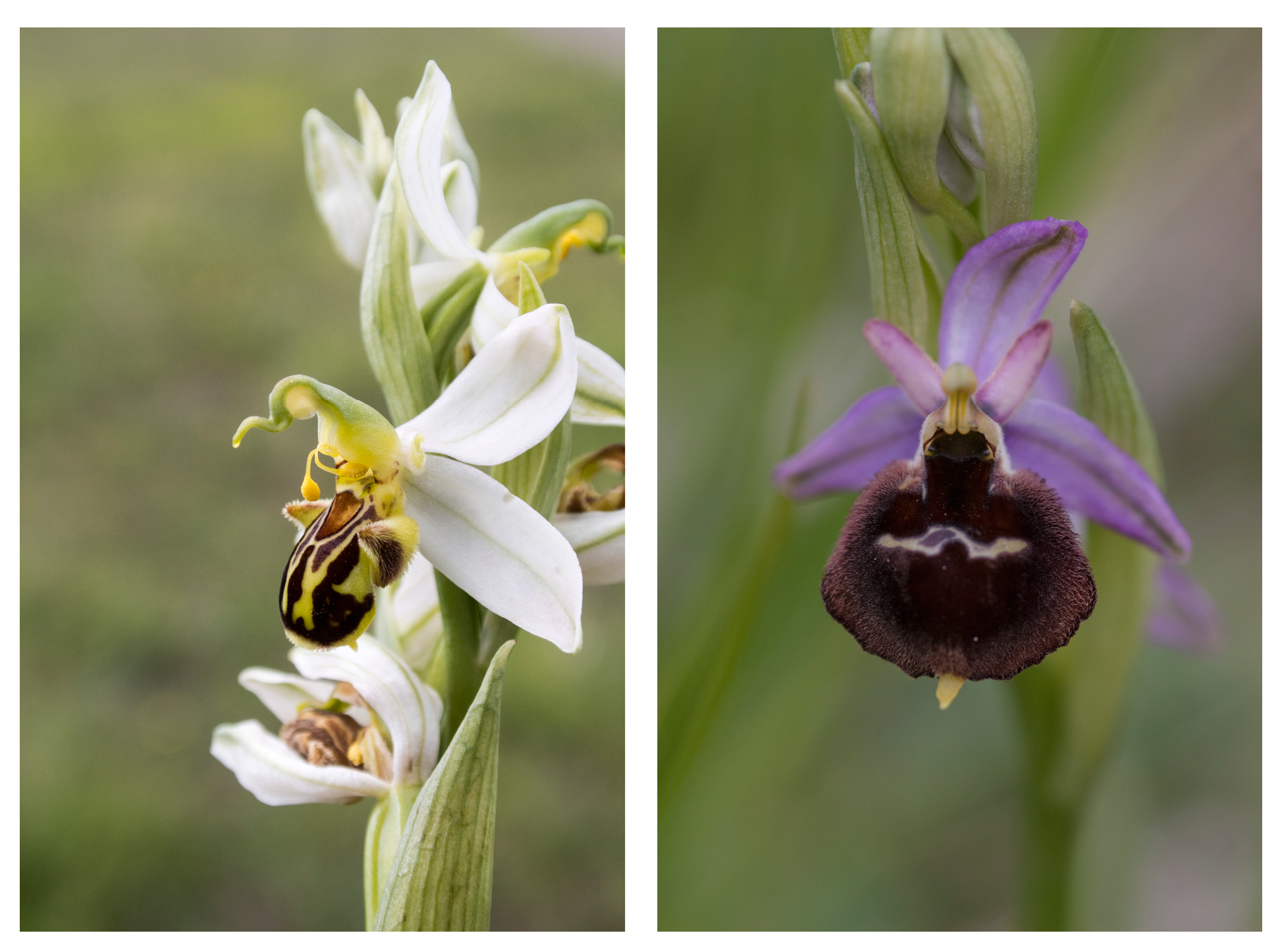 Compounds 03 00041 g001