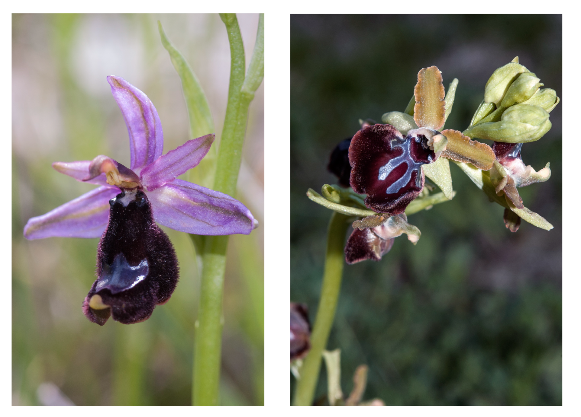 Compounds 03 00041 g002