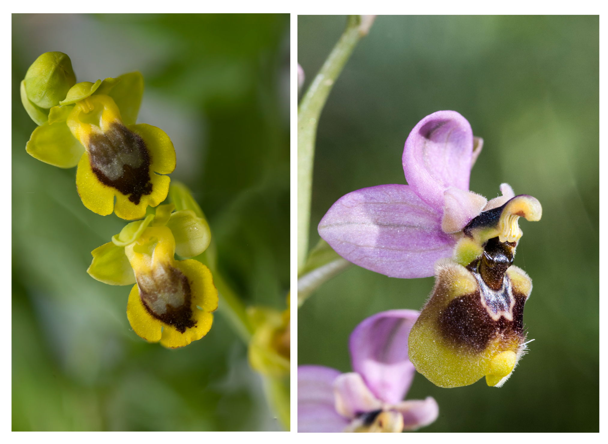 Compounds 03 00041 g005