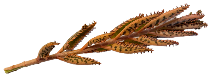 Compounds 06 00049 g001 Compounds 06 00049 g001