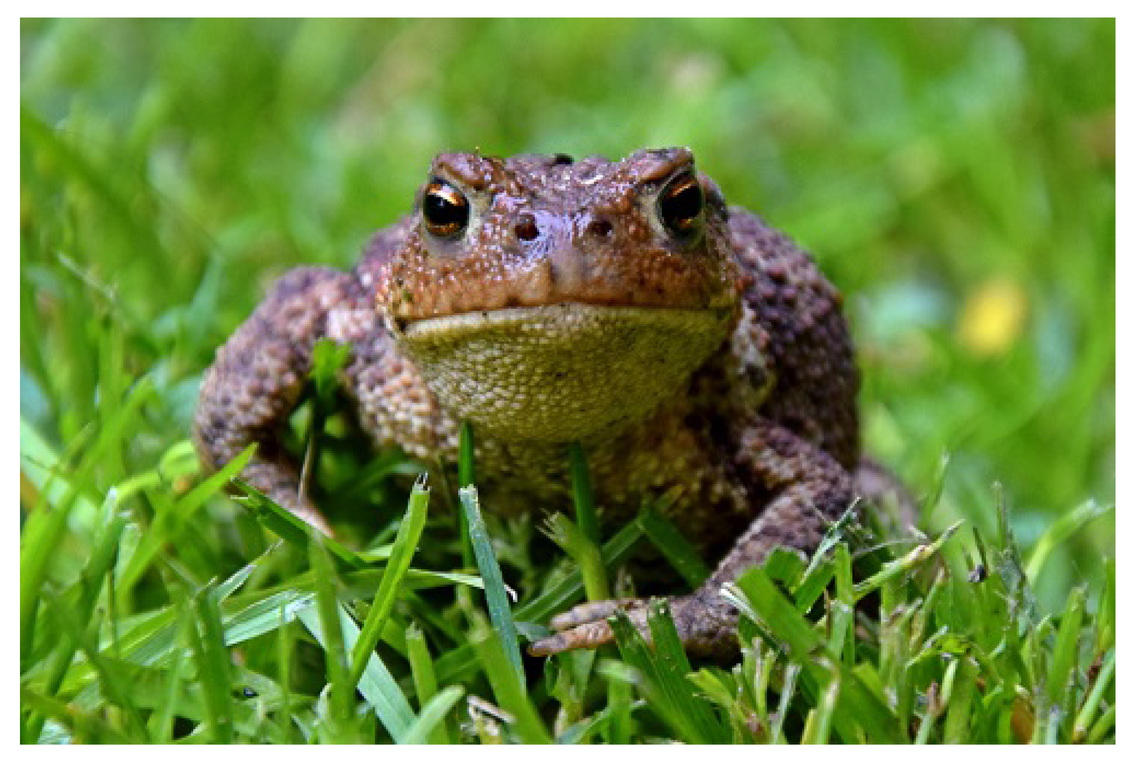 Computers 09 00038 g012