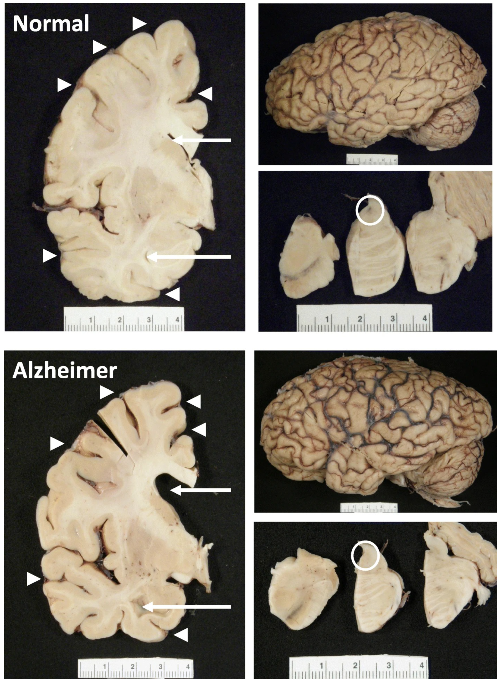 Computers 14 00036 g001 Computers 14 00036 g001